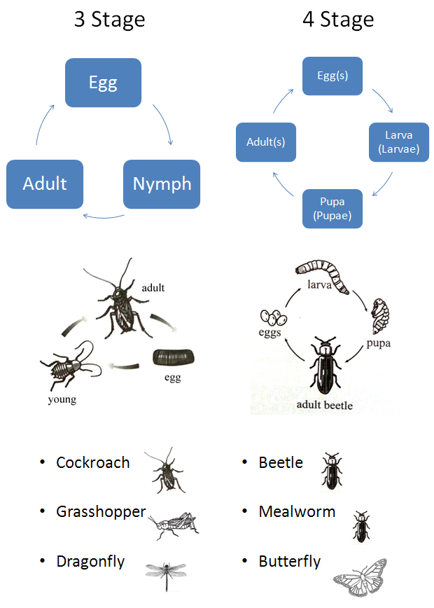 Life Cycle Of An Organism Chart